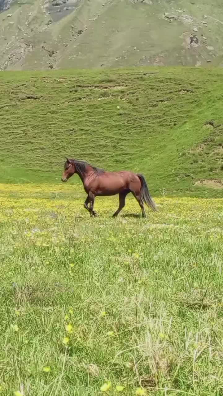 @Վաչե Գևորգյան