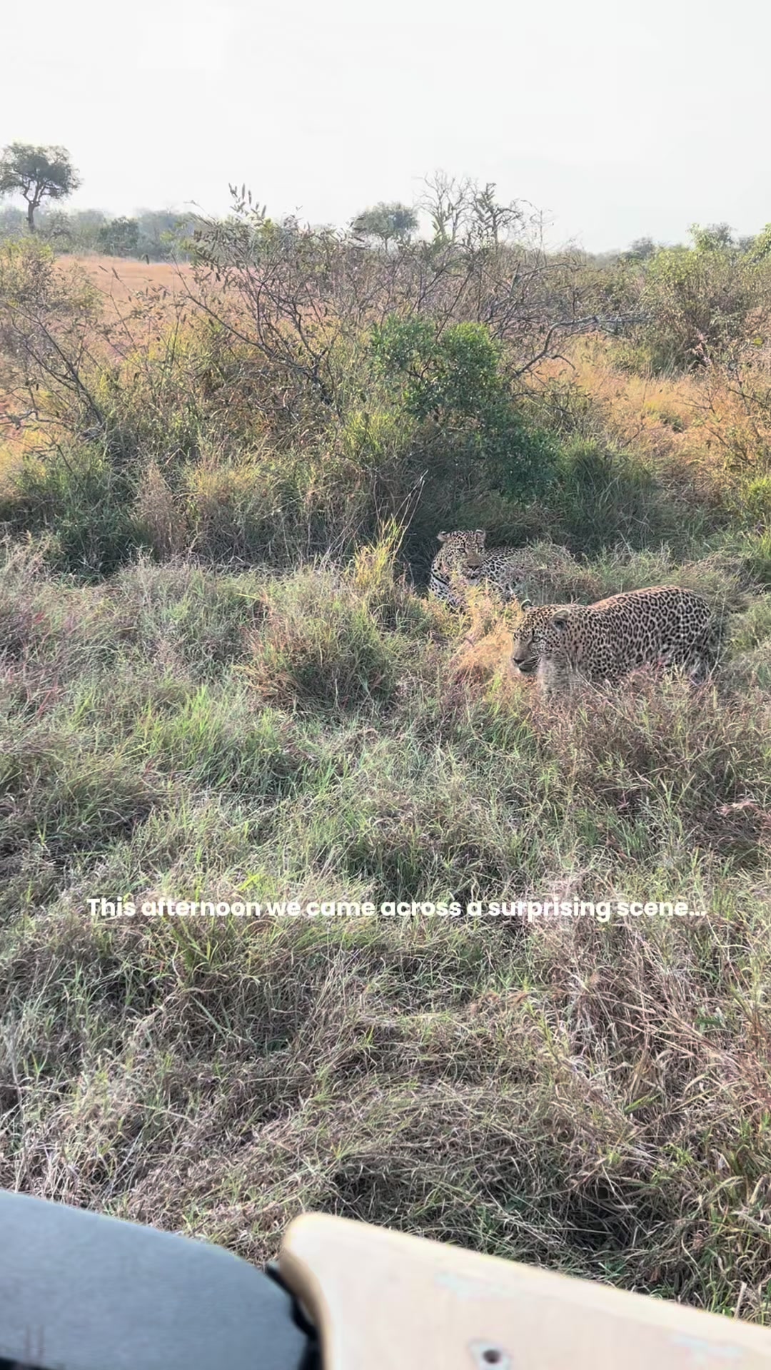 @Thornybush