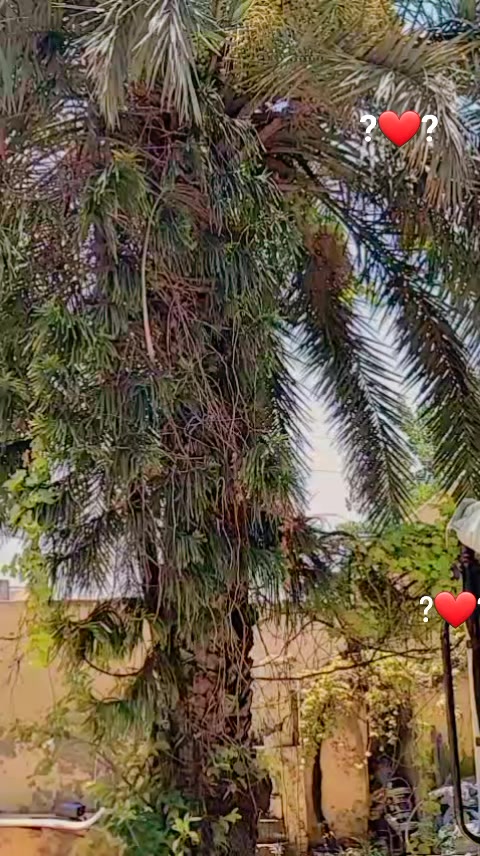 @Munazir_Abbasi👑