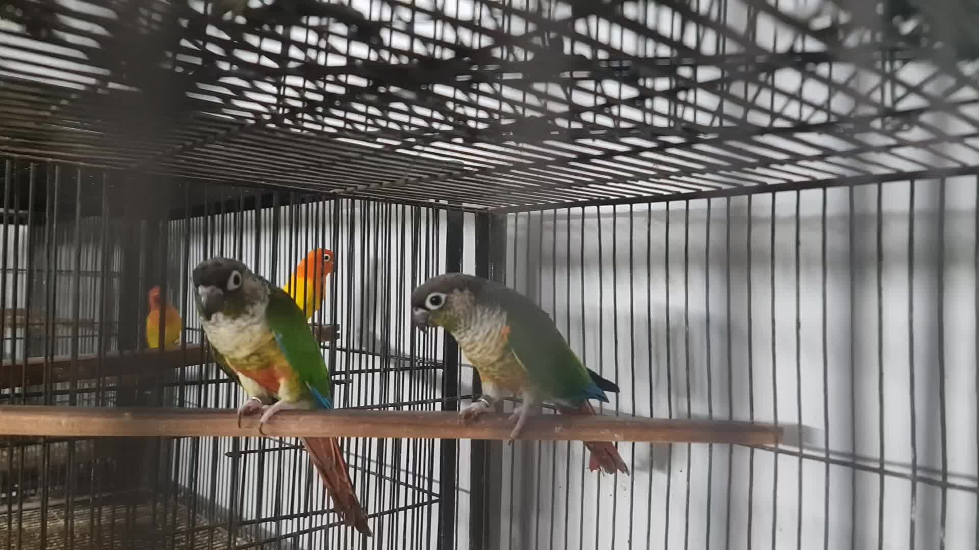 @ROYAL BIRD US
