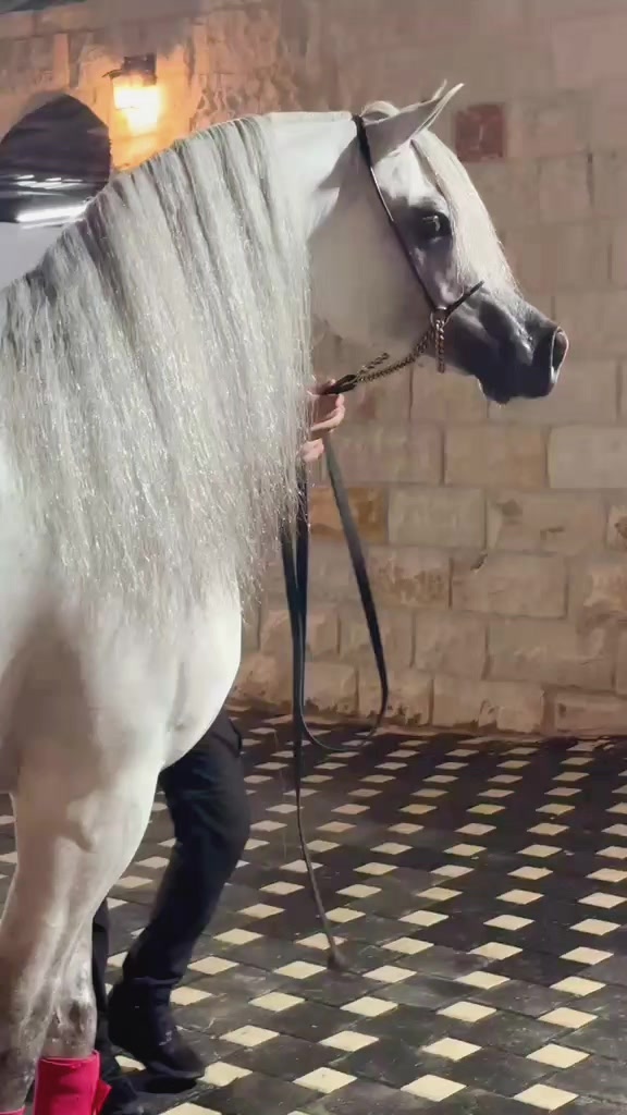 @🐎عوده لتوزيع مستلزمات الخيو🐎