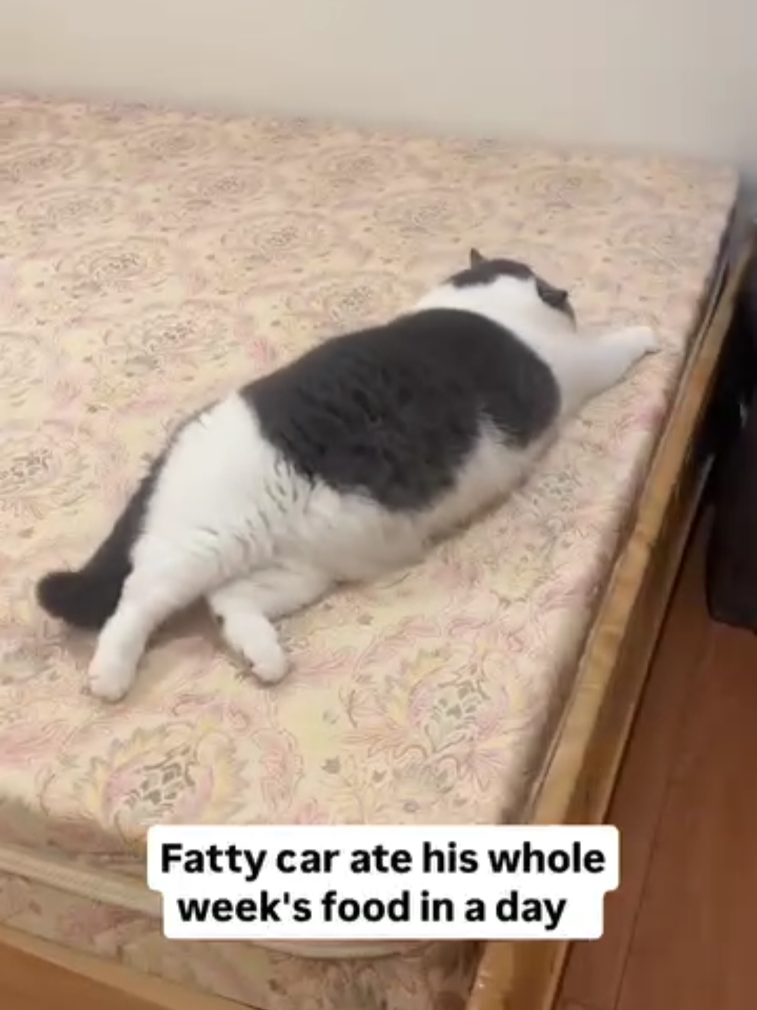 @Chonky World Of Cats