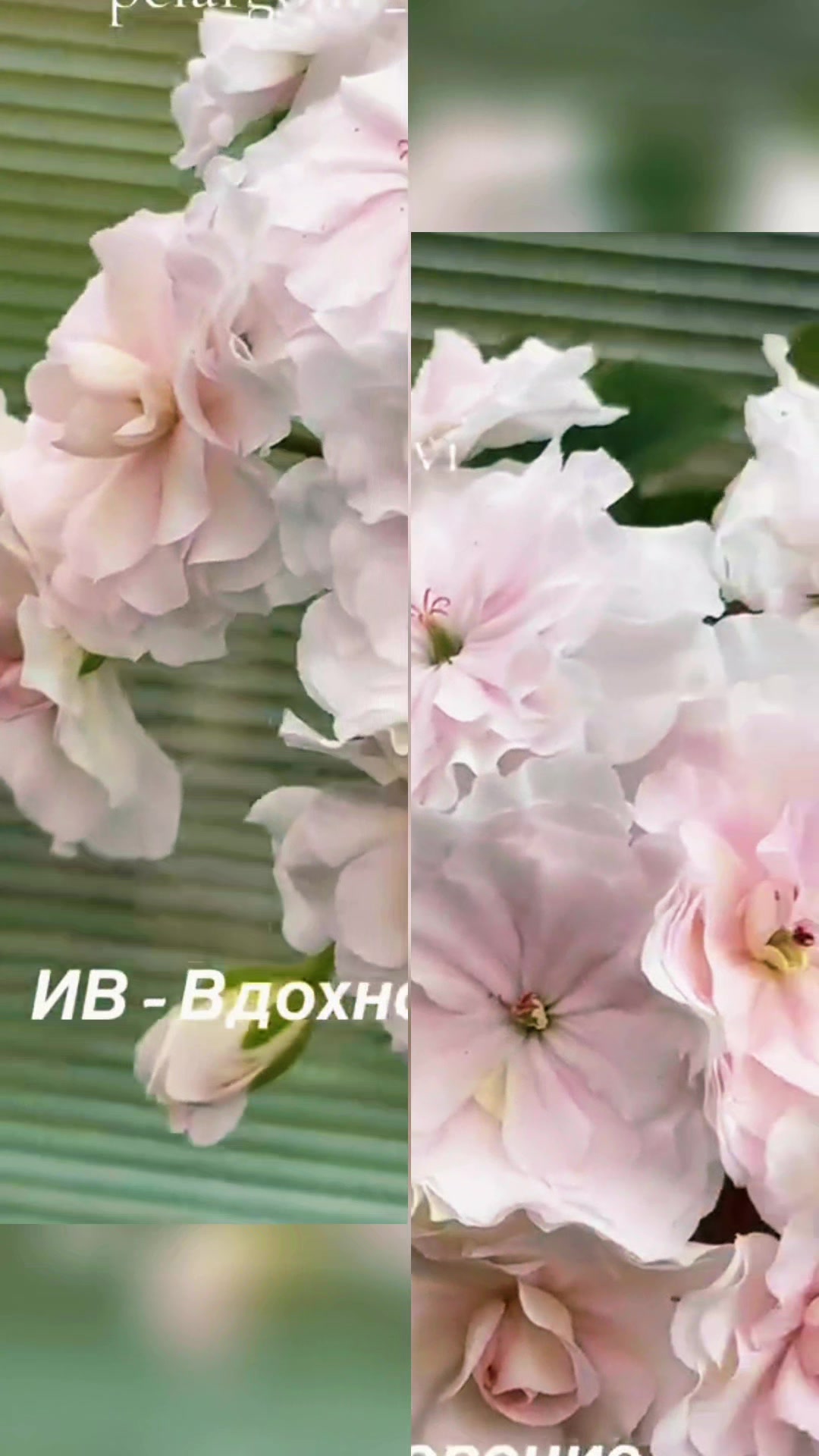 @Gül satışı🌸