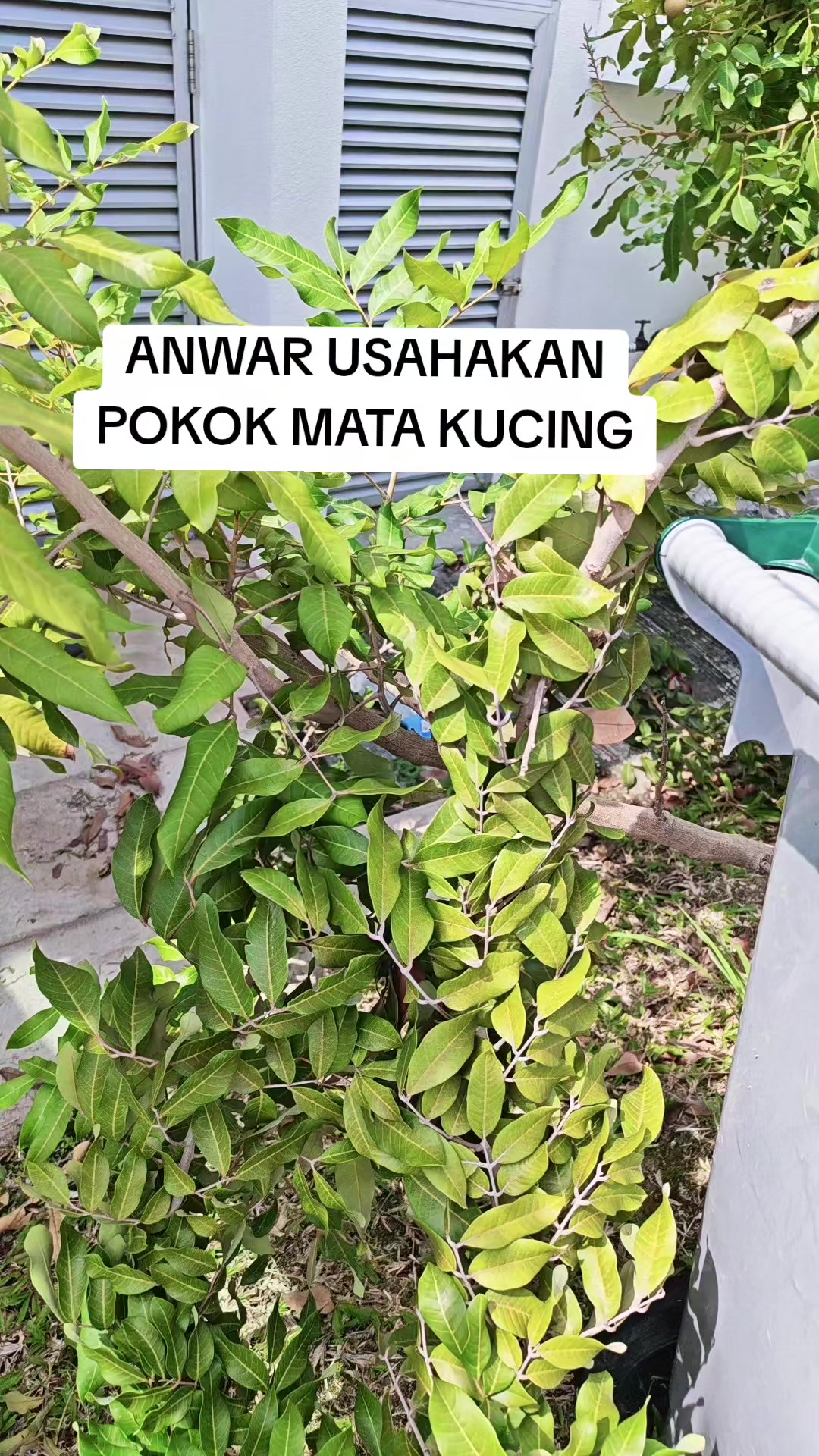 @anwar