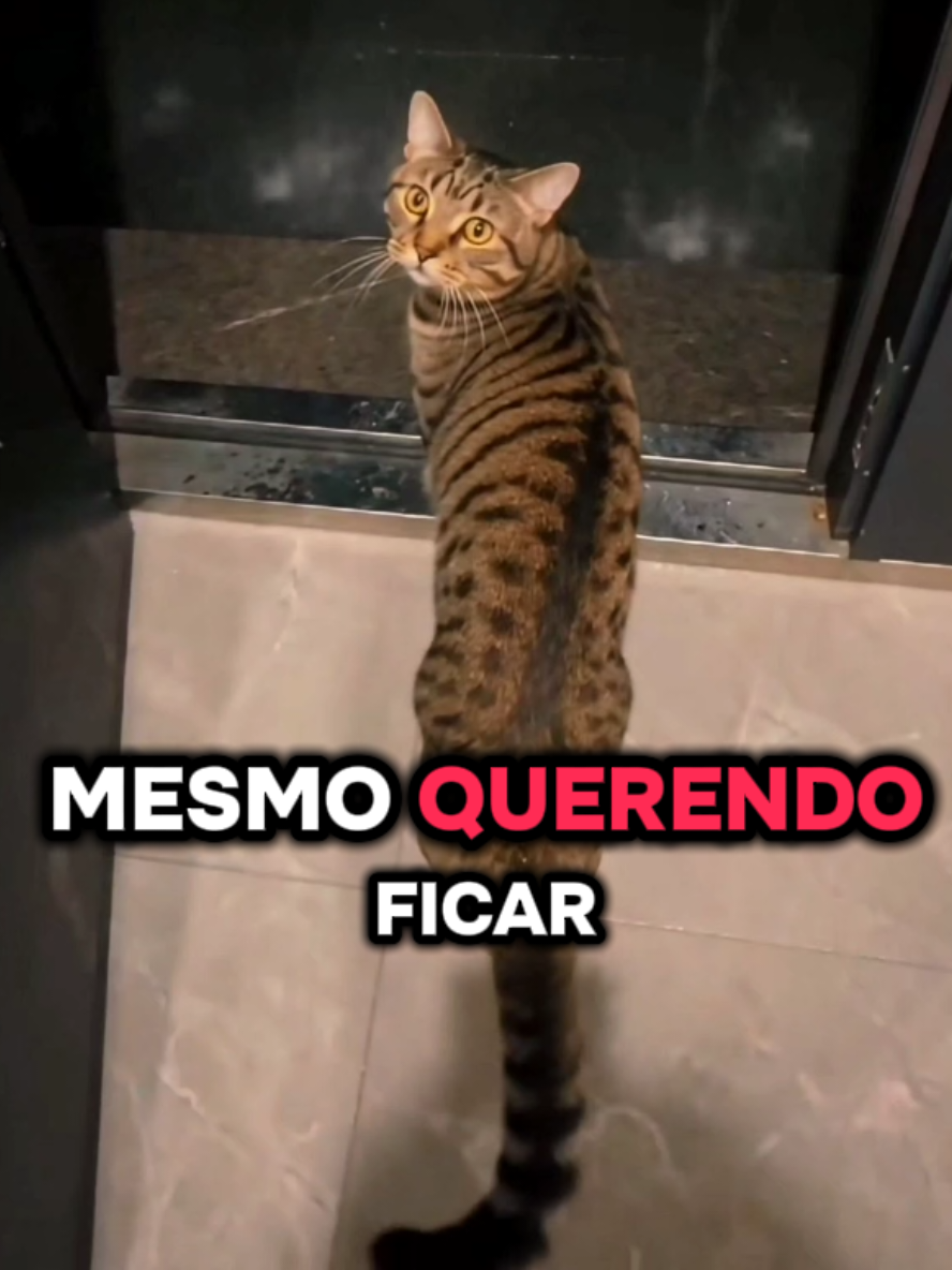 @Gatosetravessuras@10