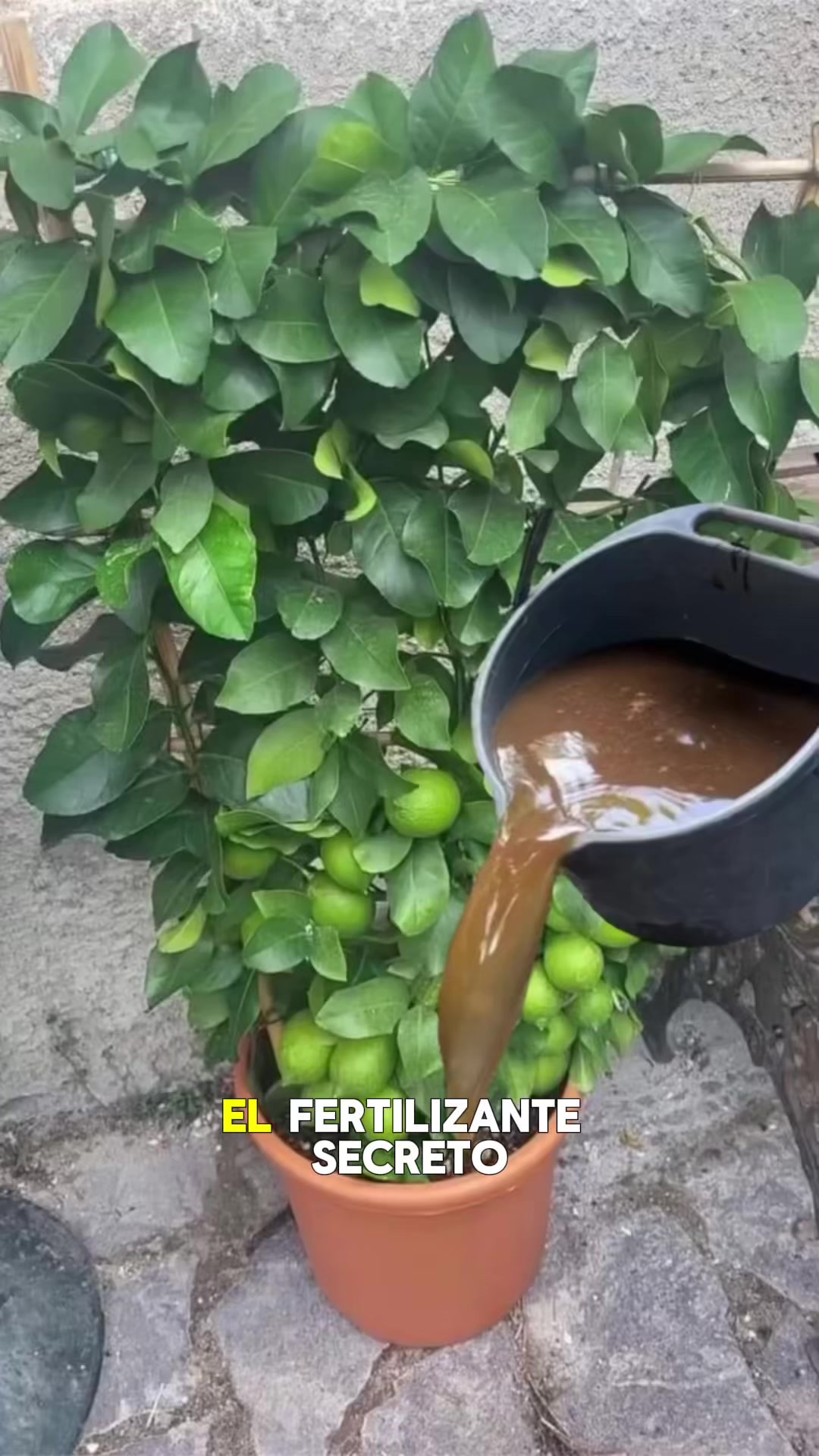 @Tu jard&iacute;n en casa
