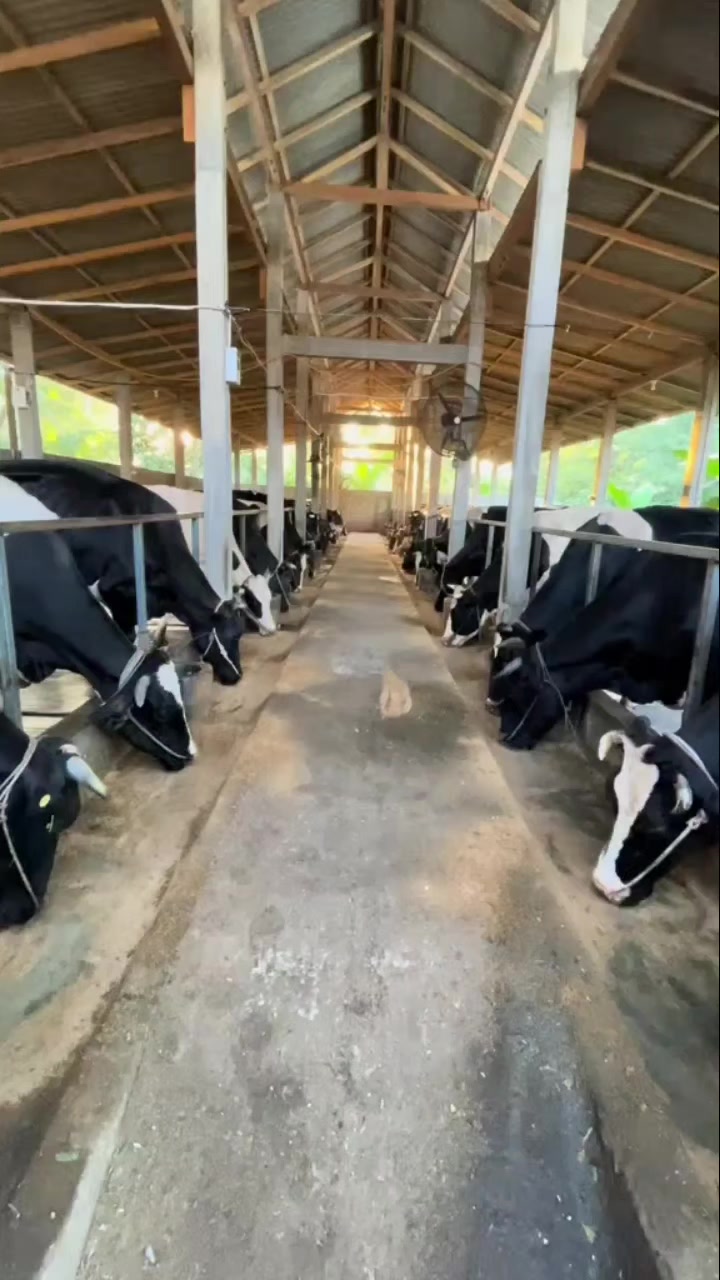 @ADAM MILK FARM