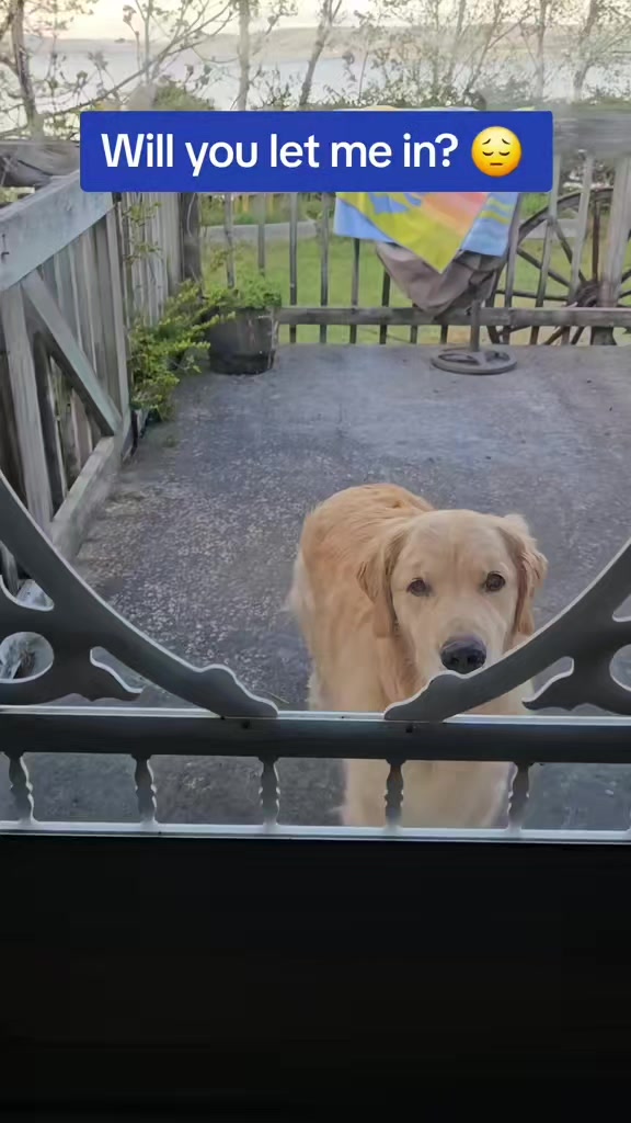 @🐶Griffin