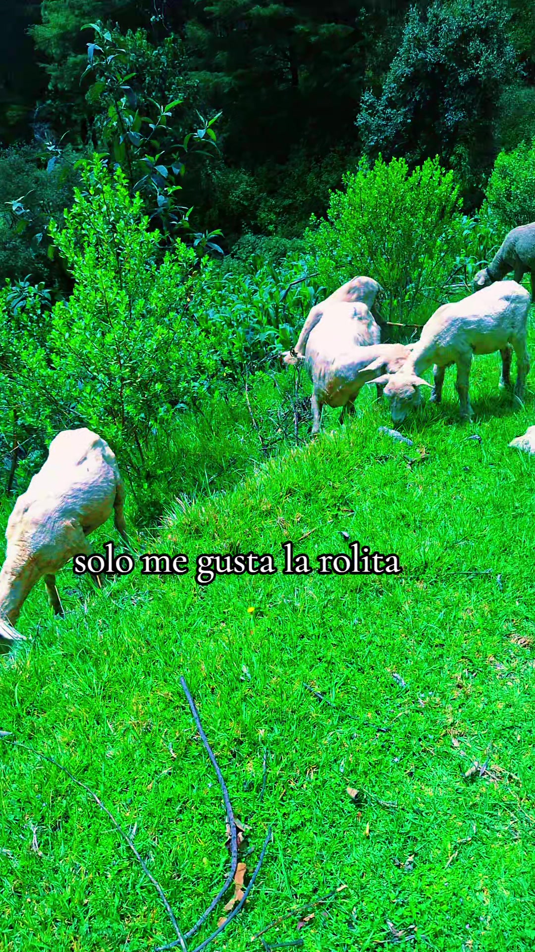 @La muñequita