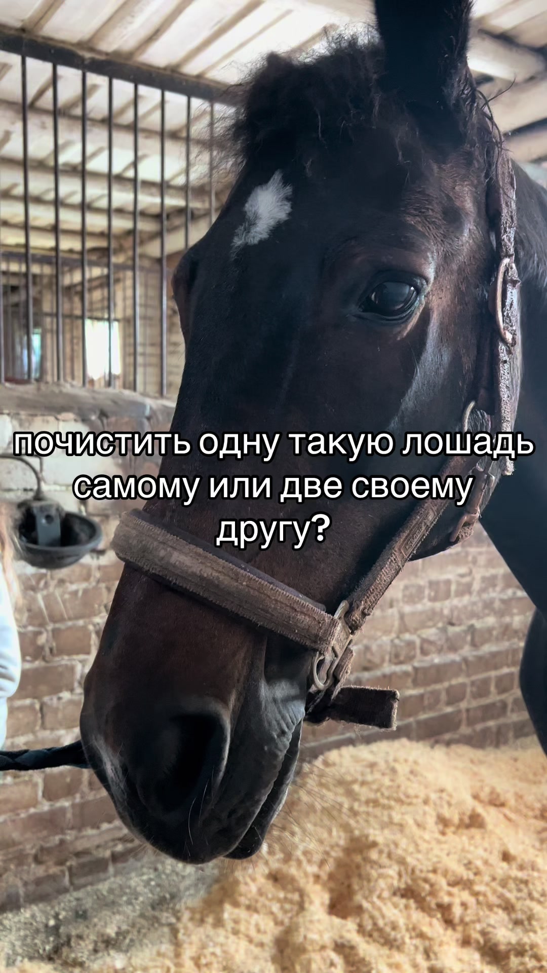 @Ли🐴