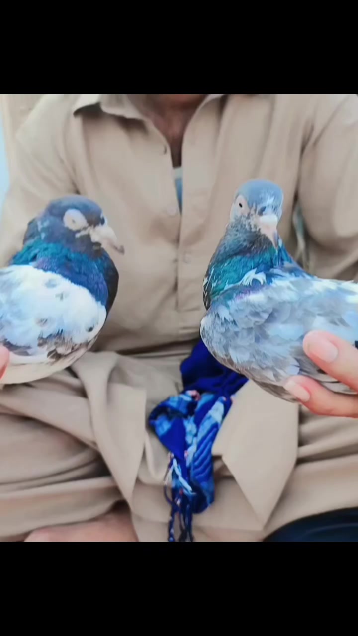 @راجہ عدیل منڈی گروپ گجرخان