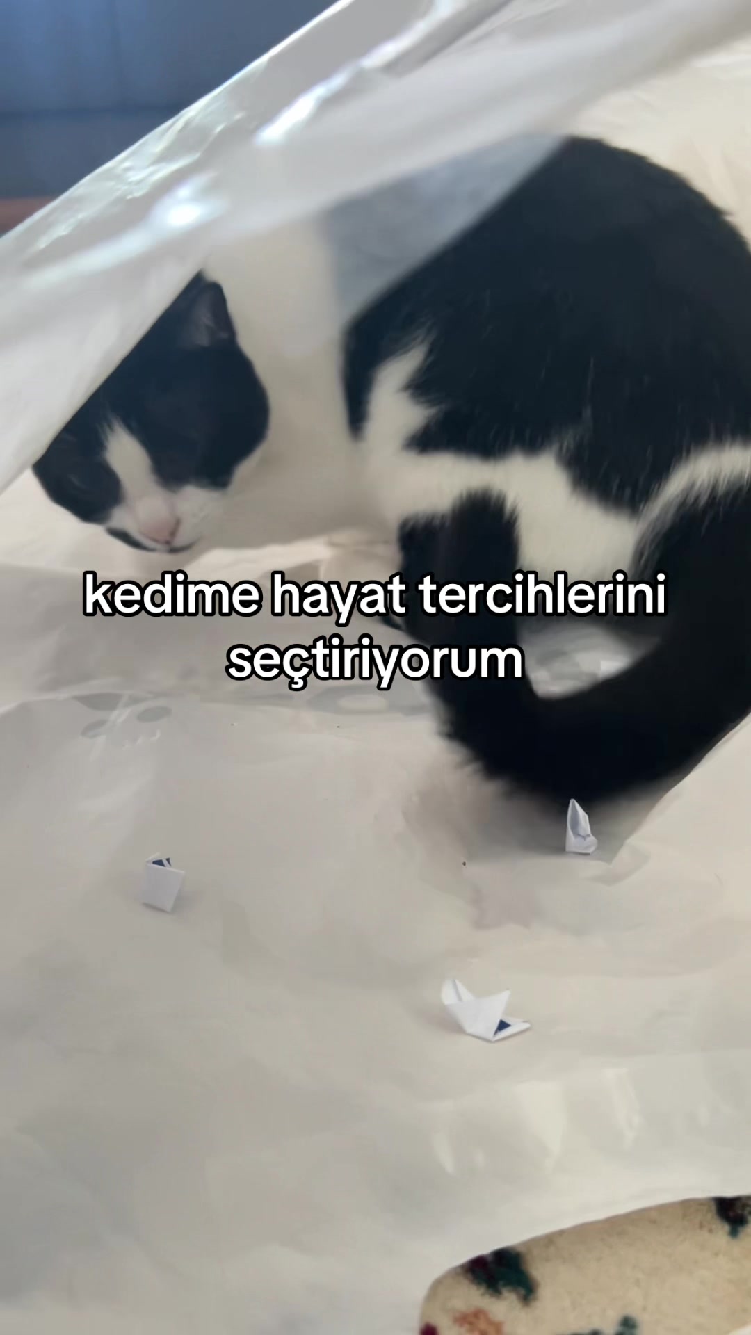 @eda ✩₊˚.⋆☾𓃠☽⋆⁺₊✧