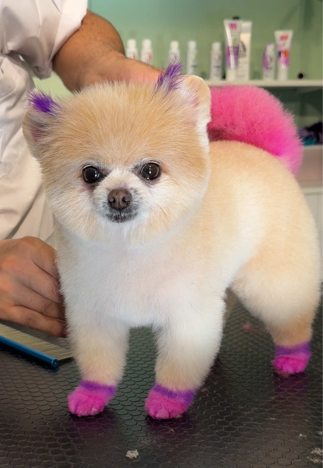 @@petstylistt