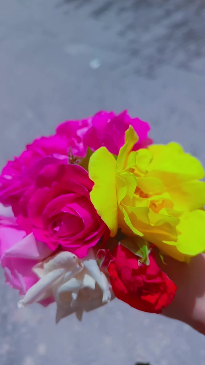 @☺️🌷زهرة حلب 🌷☺️