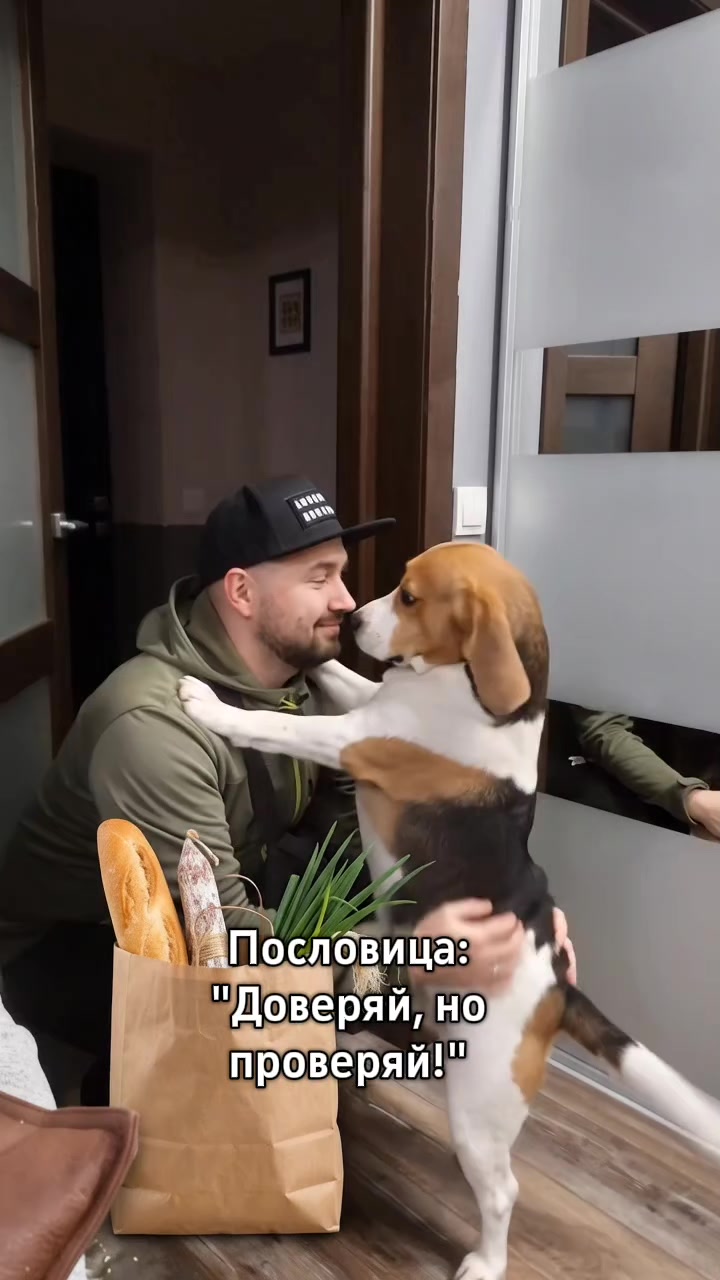 @Бигль Сэм и его семья.