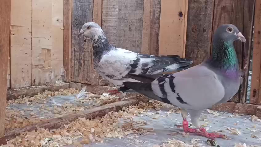 @royal birds