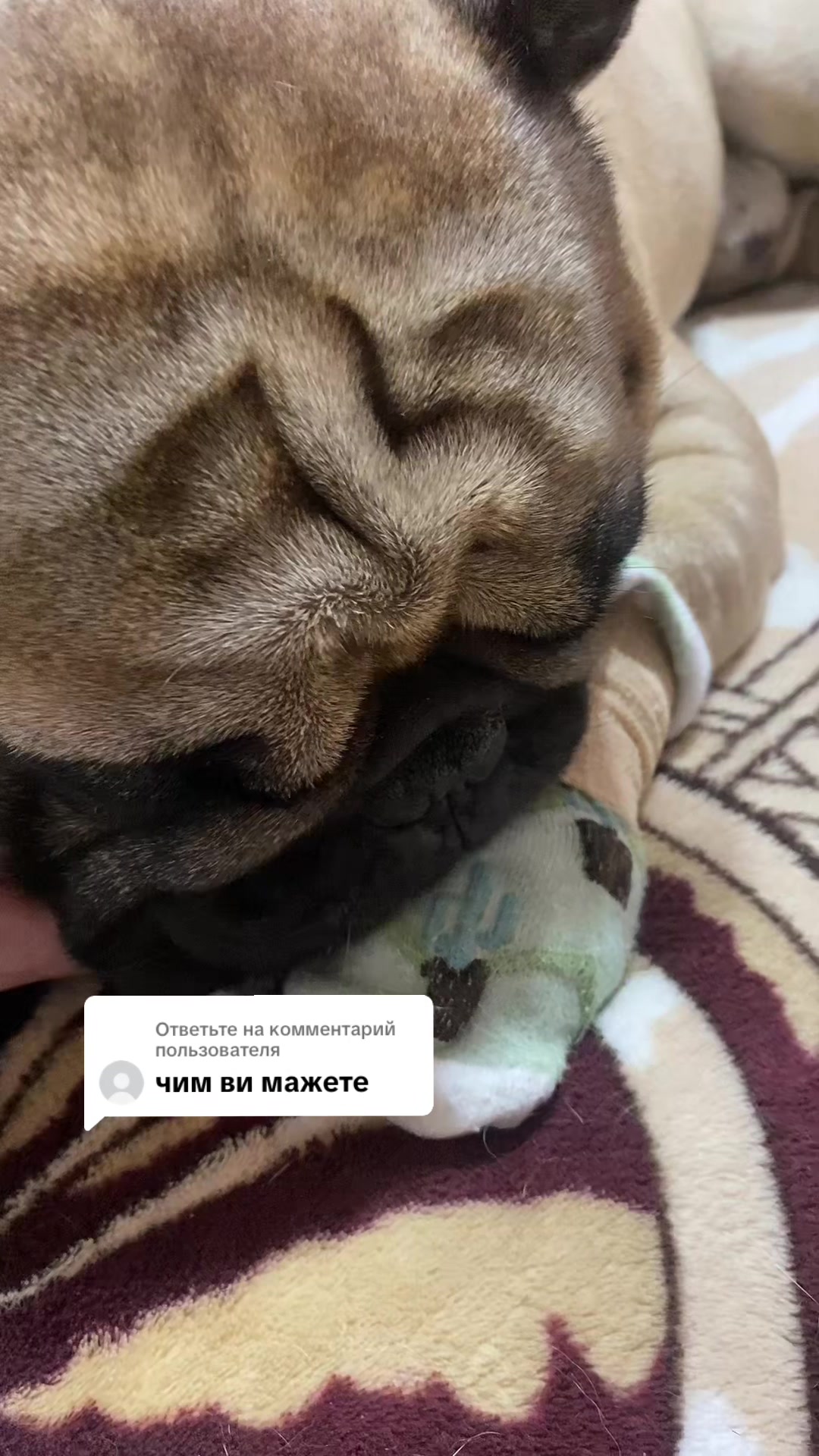 @_holly_bulls_