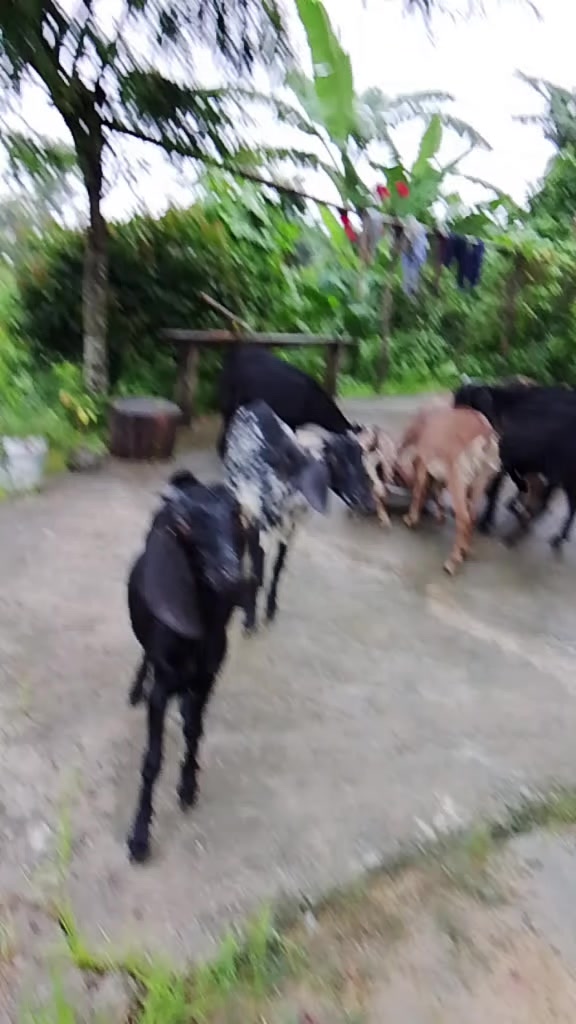 @Laxmi pahadi