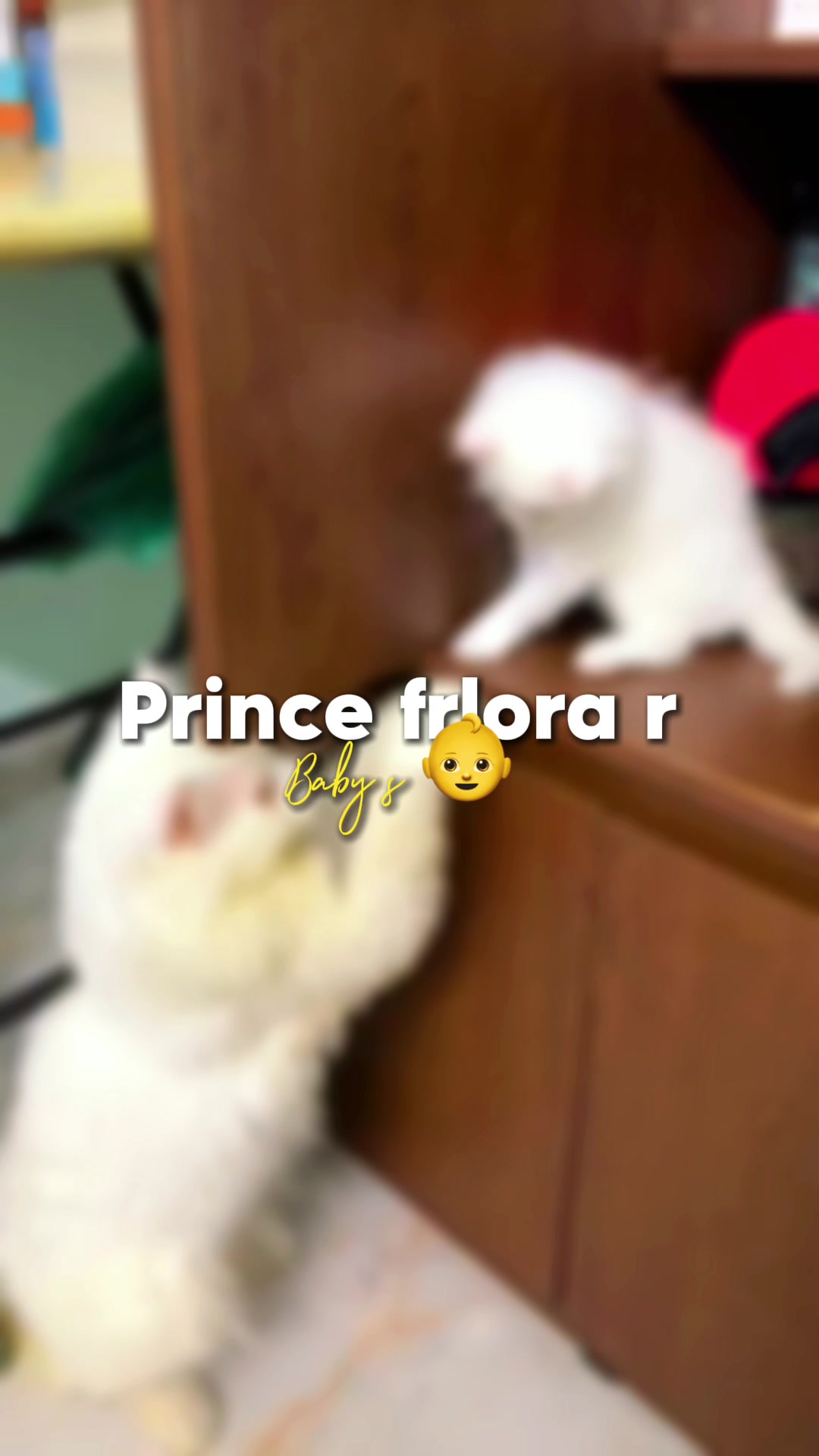 @🐇🐰elma... nohayet 🐈😸