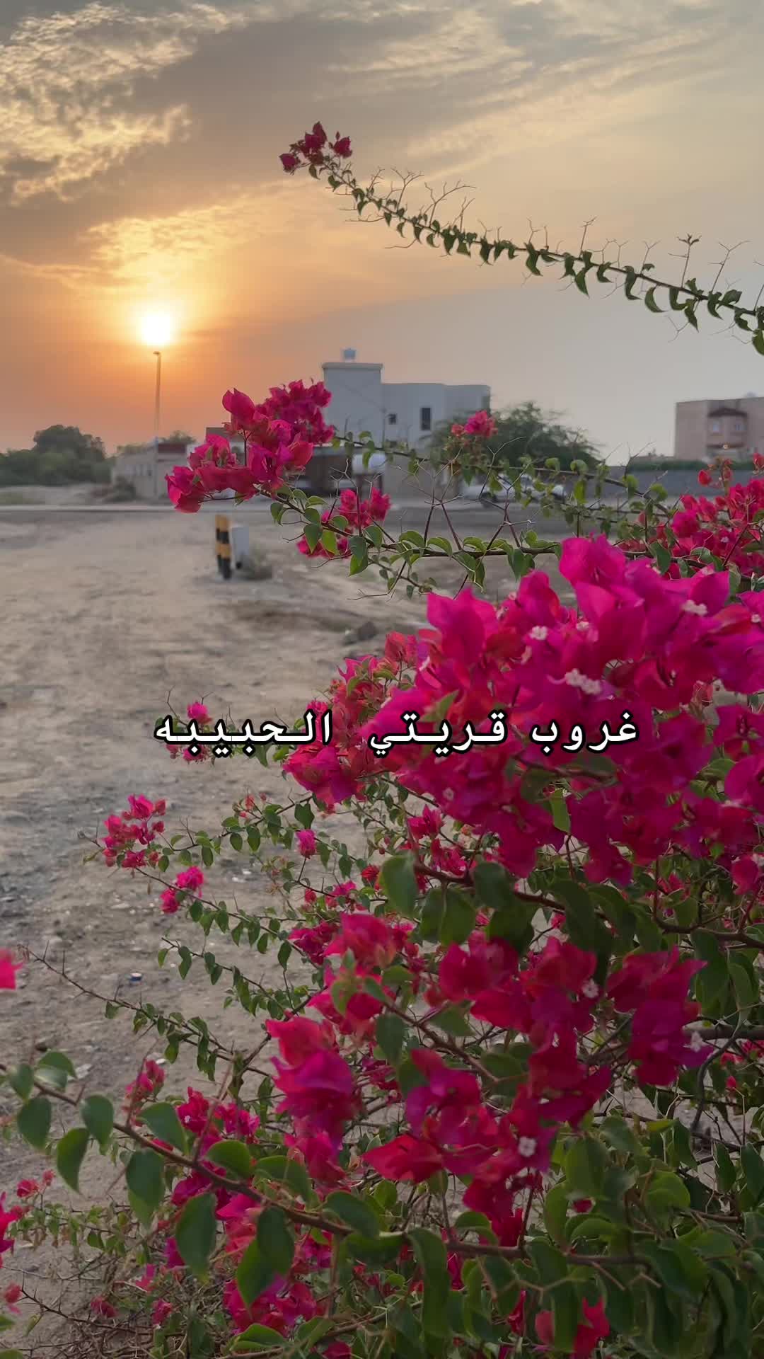 @عقيله هتان