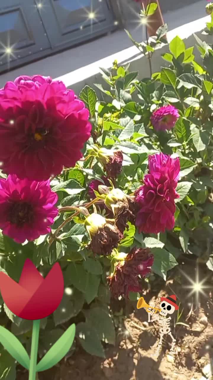 @DILDORA🌹❤️
