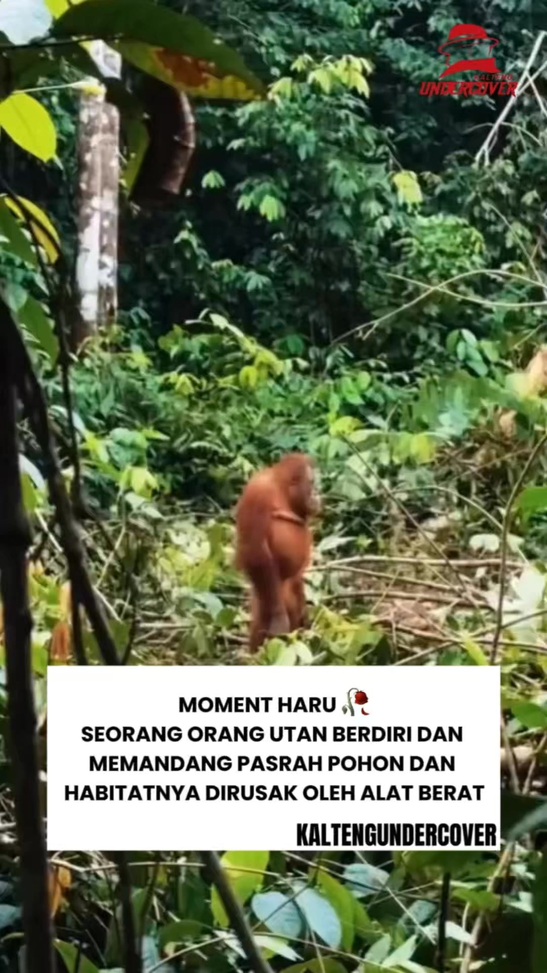 @kaltengundercover