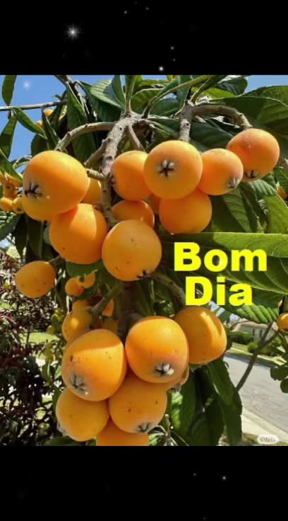 @Lopes SP.PB