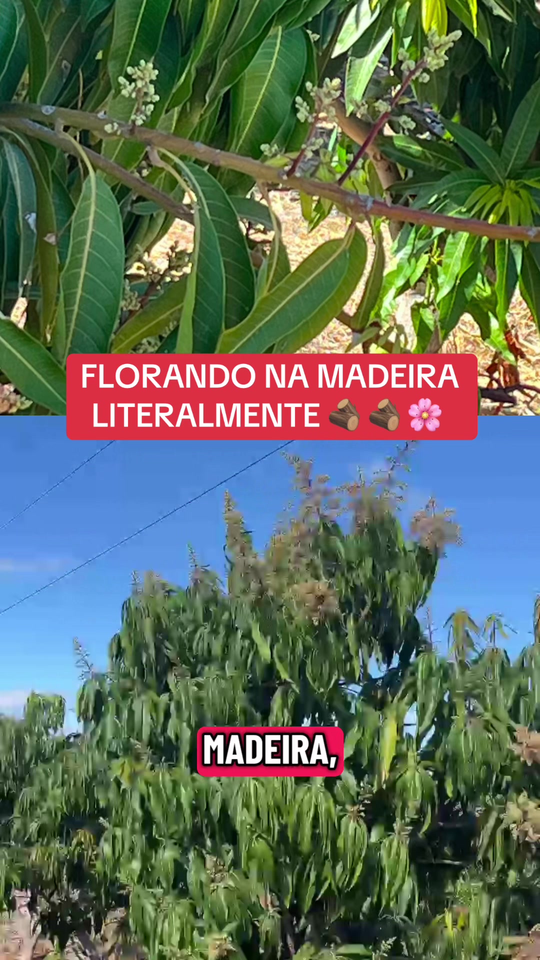 @flavio12inoveagro_oficial