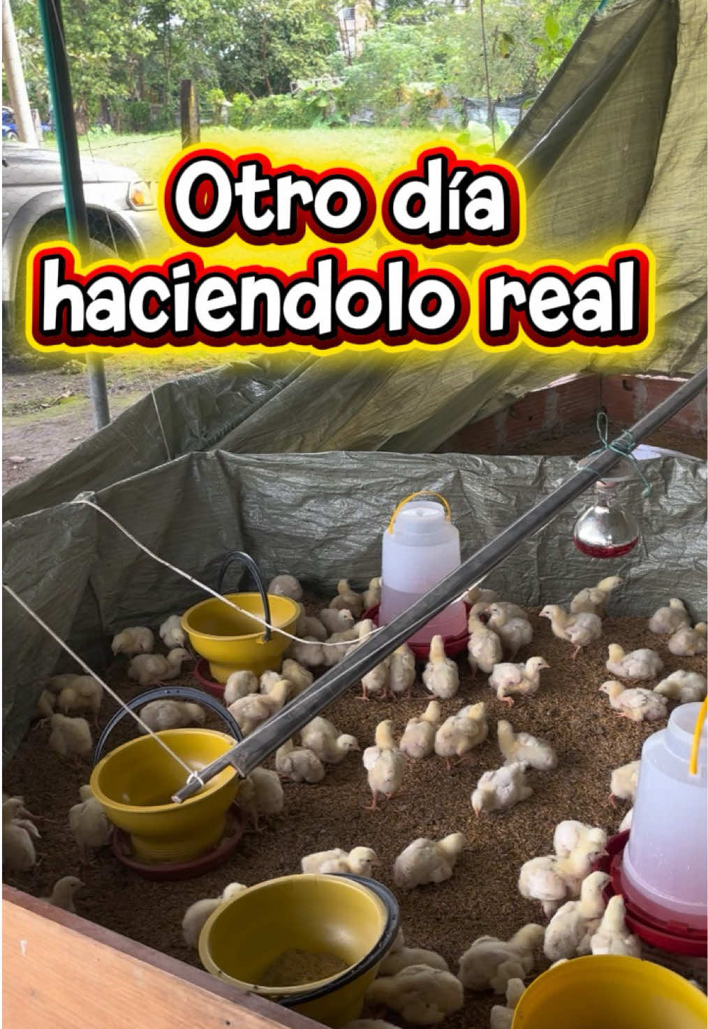 @elmagnatedelospollos