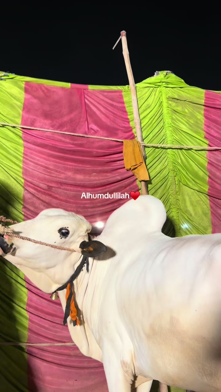 @𝐌𝐚𝐥𝐢𝐤♛