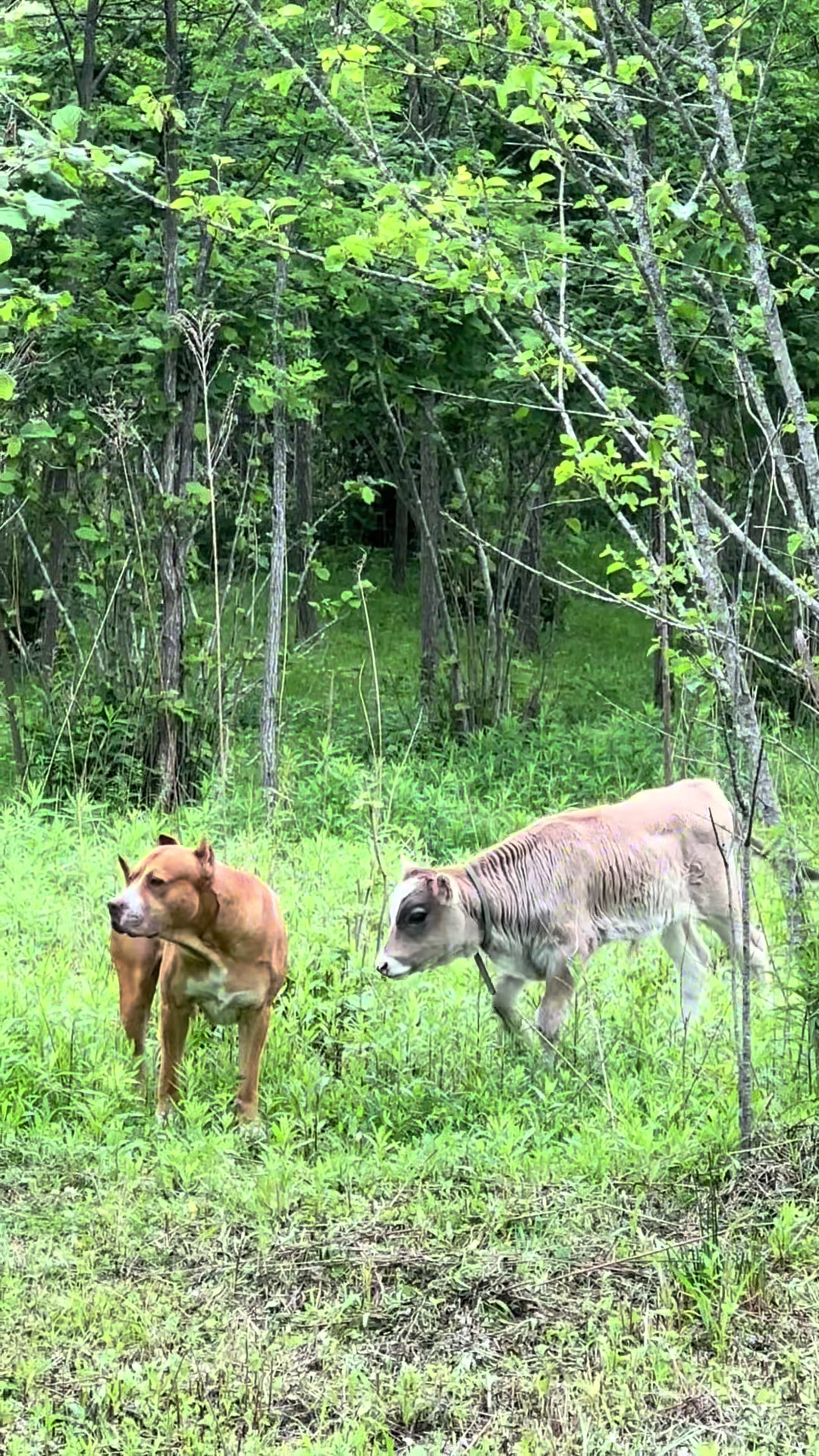 @Ani Norakidze ๐ธ