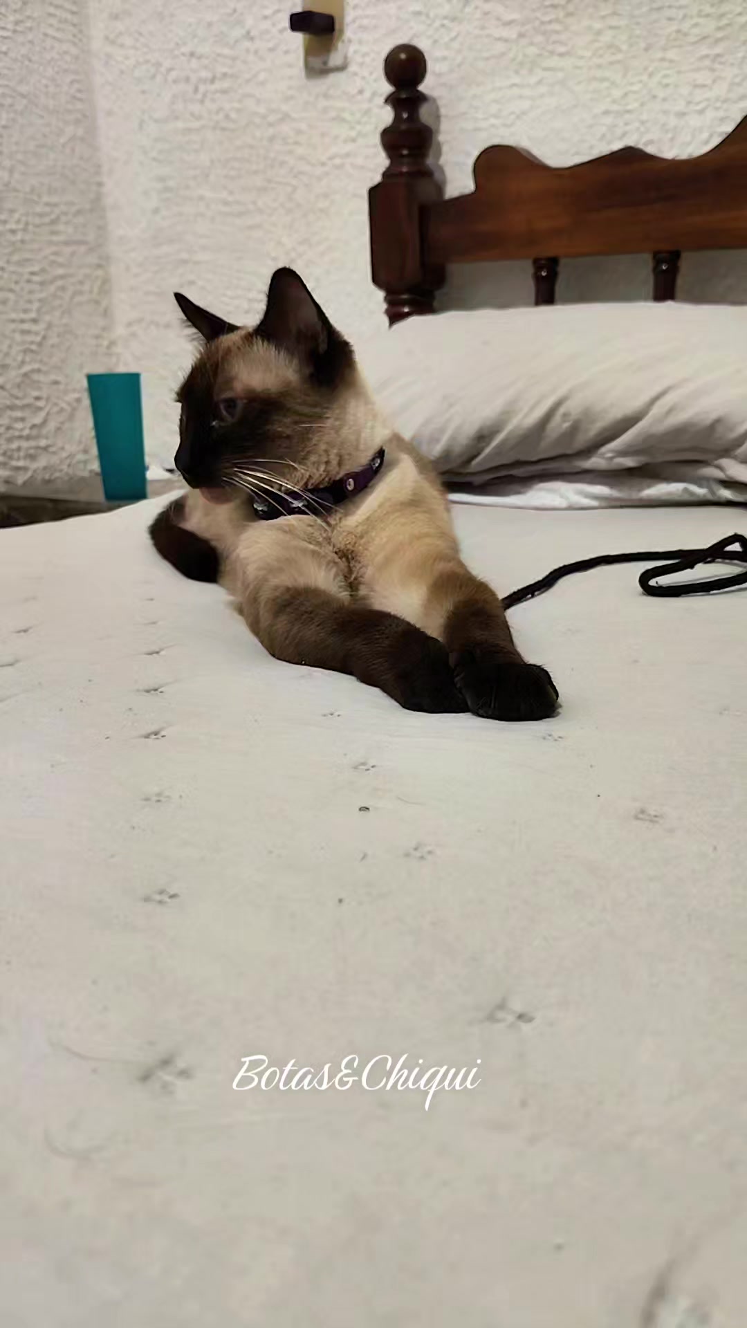 @Onda/Felina