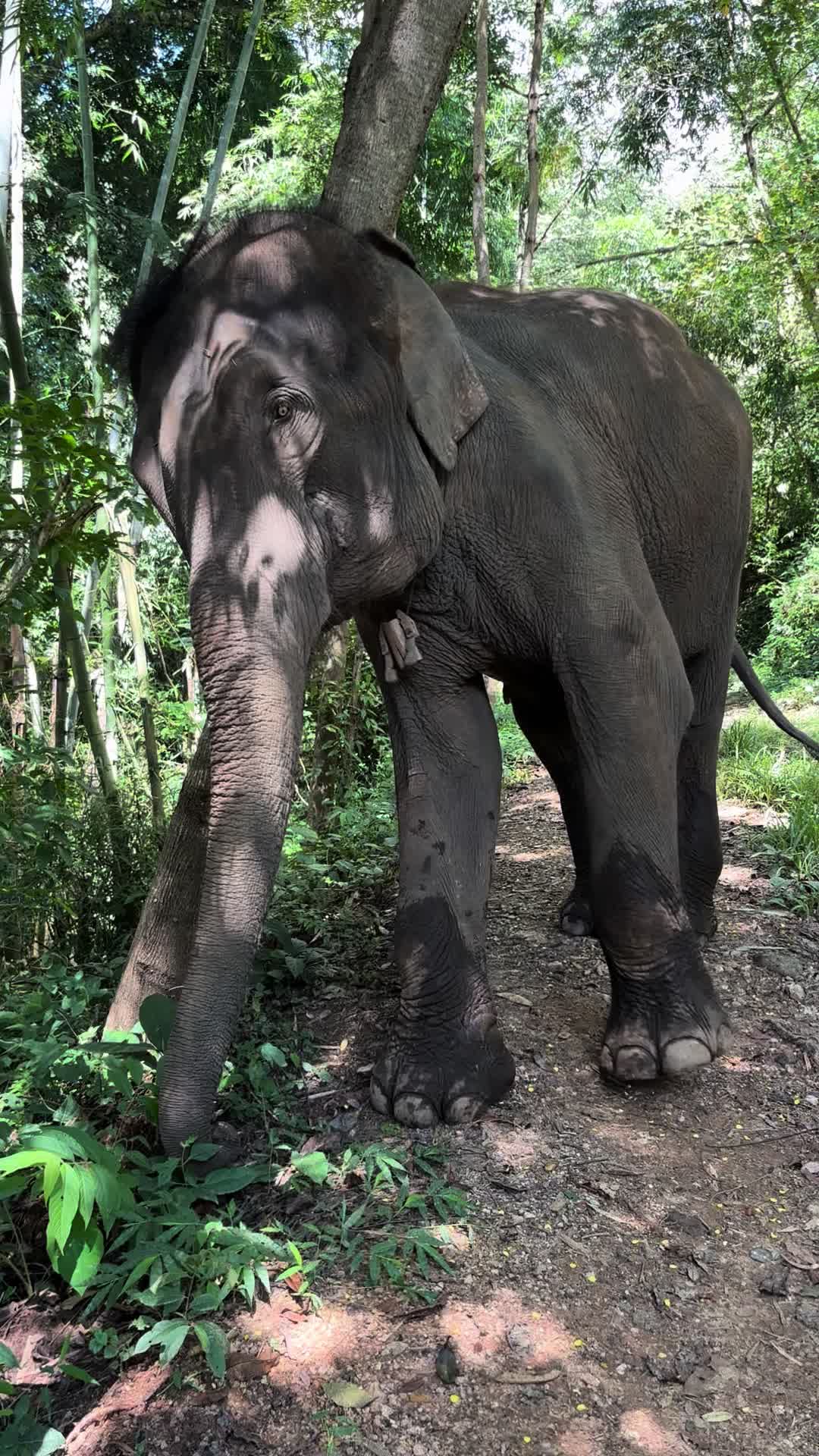 @ควาญช้างญี่ปุ่น