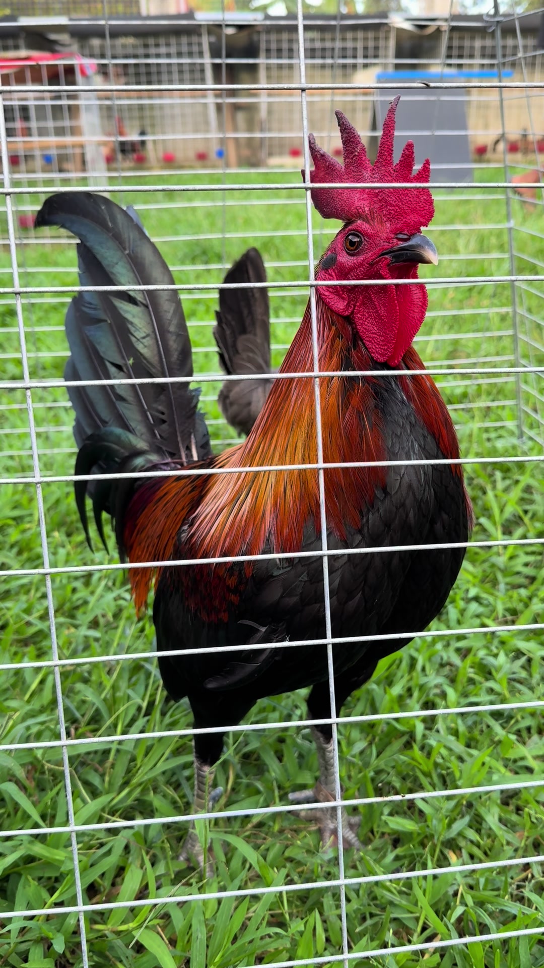 @LA GAME FARM