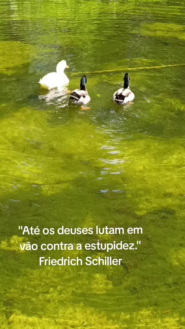 @lubruxinha