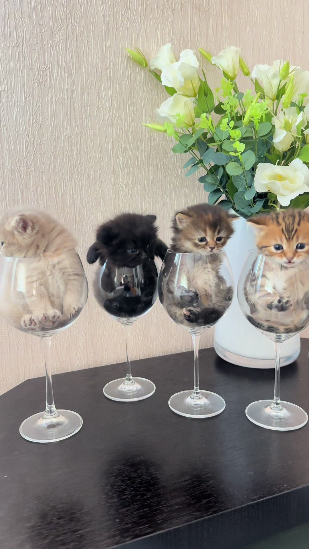 @cat.sheri.kittens