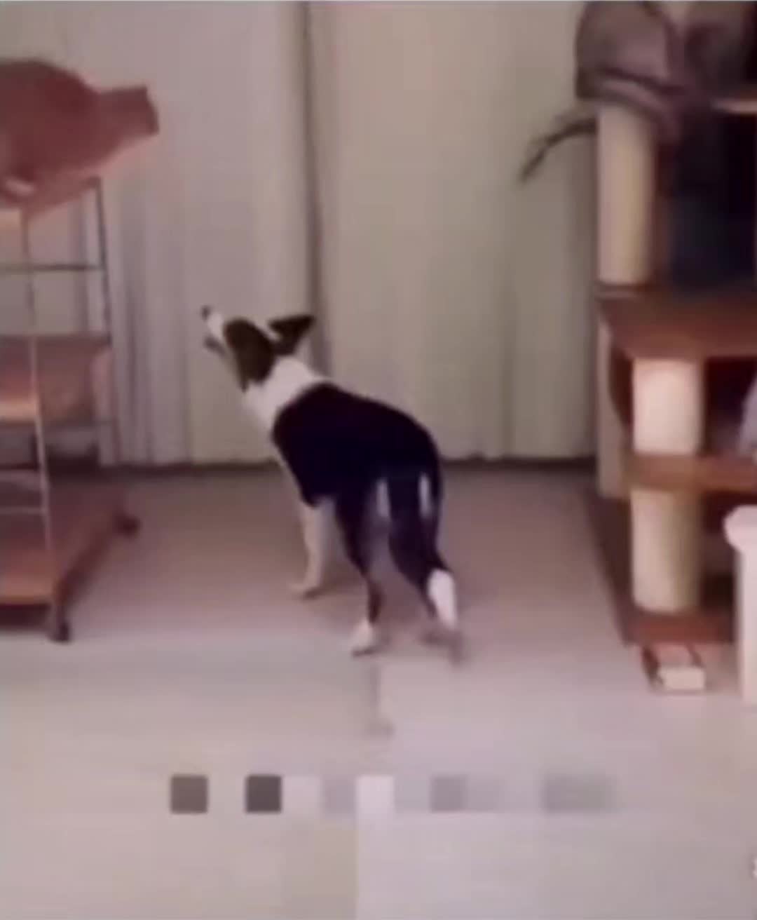 @𖤐ﾟ₊✯͡𝓑𝓤𝓛𝓐˚。˳✧༚。
