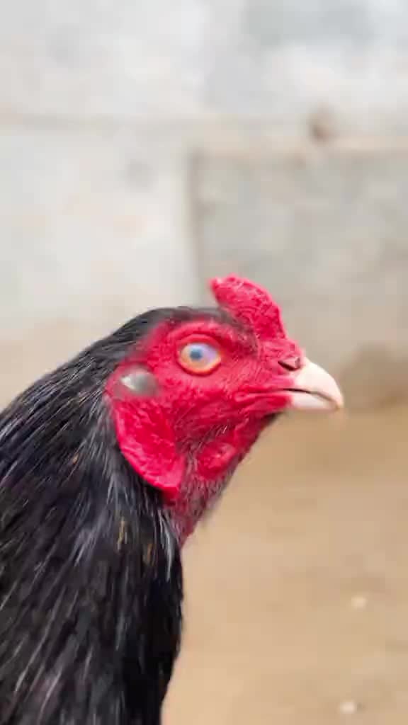 @🐓 ASEEL SHOK 🐓