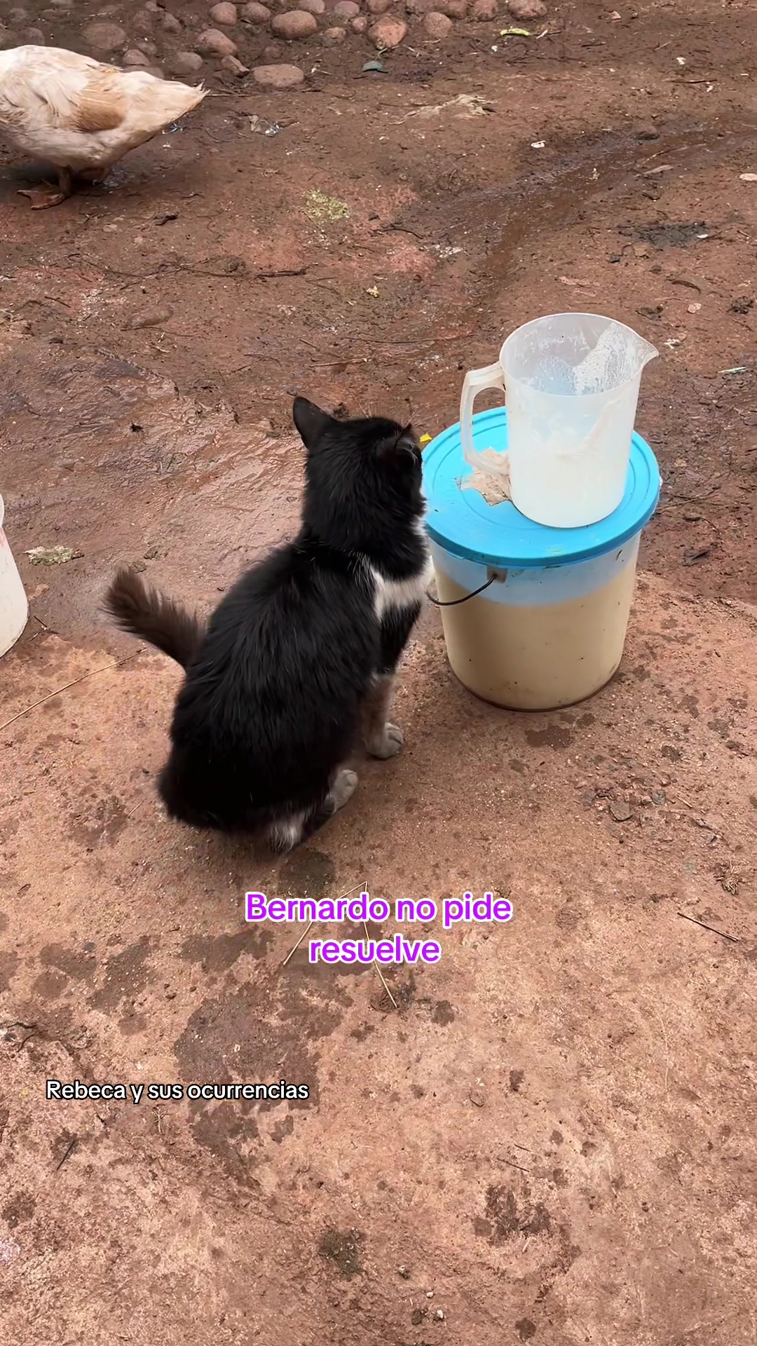 @🐈Rebeca y sus ocurrencias