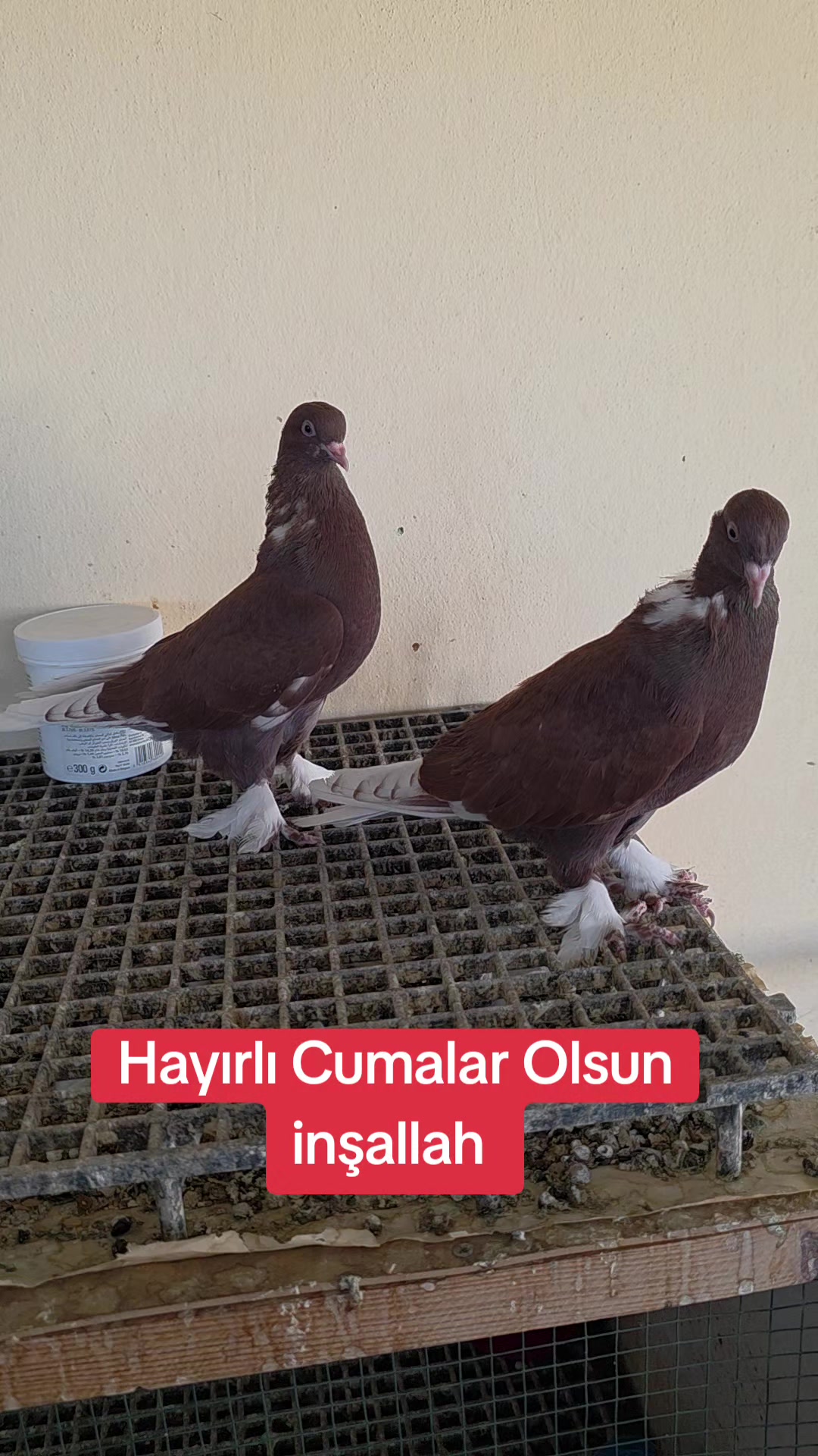 @Mahsum Kutluay