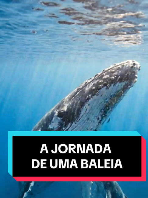 @Curiosidade em Orbita