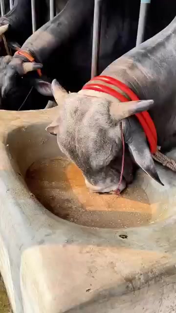 @গরুর ঘর🐄