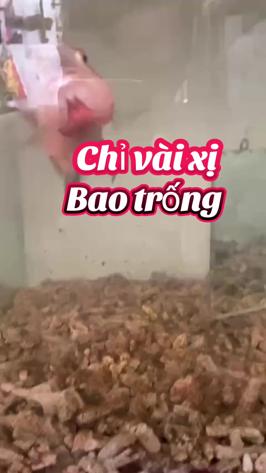 @GBH Hồng Anh