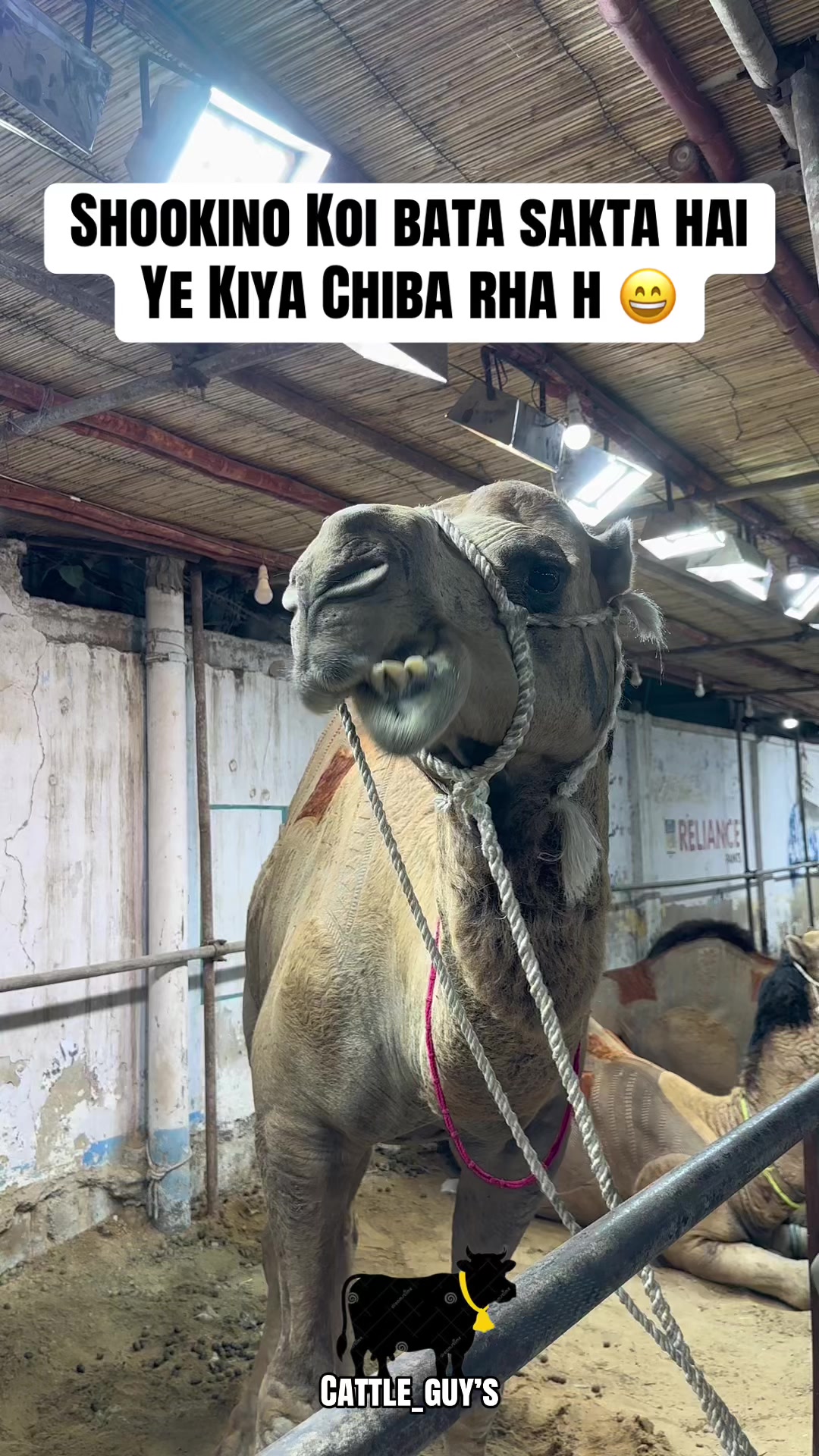 @Cattle_Guy’s