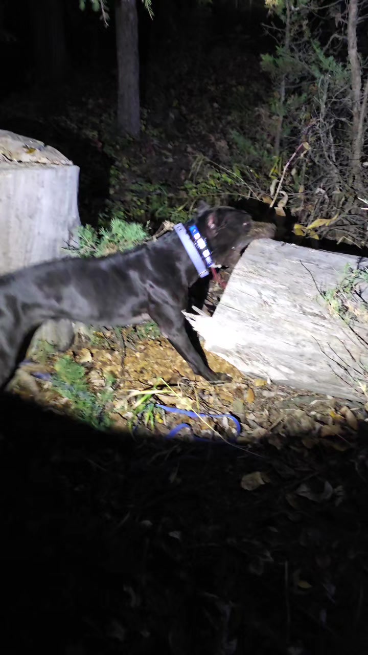 @RaisingHell.Hounds🇨🇦
