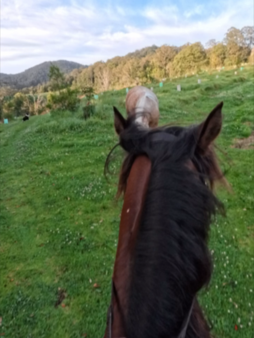 @Myhorsewillow