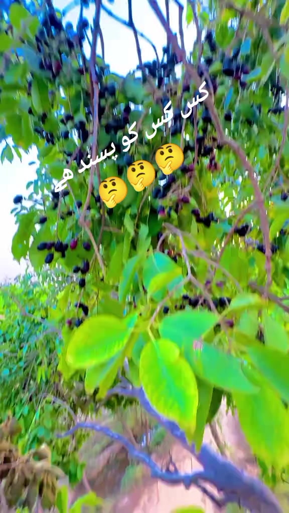 @mazhar Iqbal layyah wal