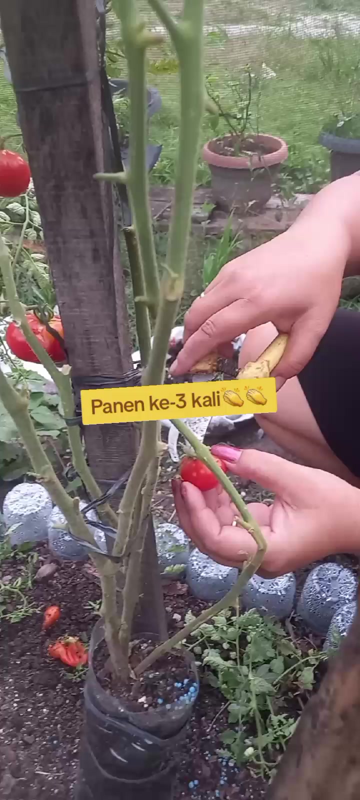 @Rita Wati Simarmata