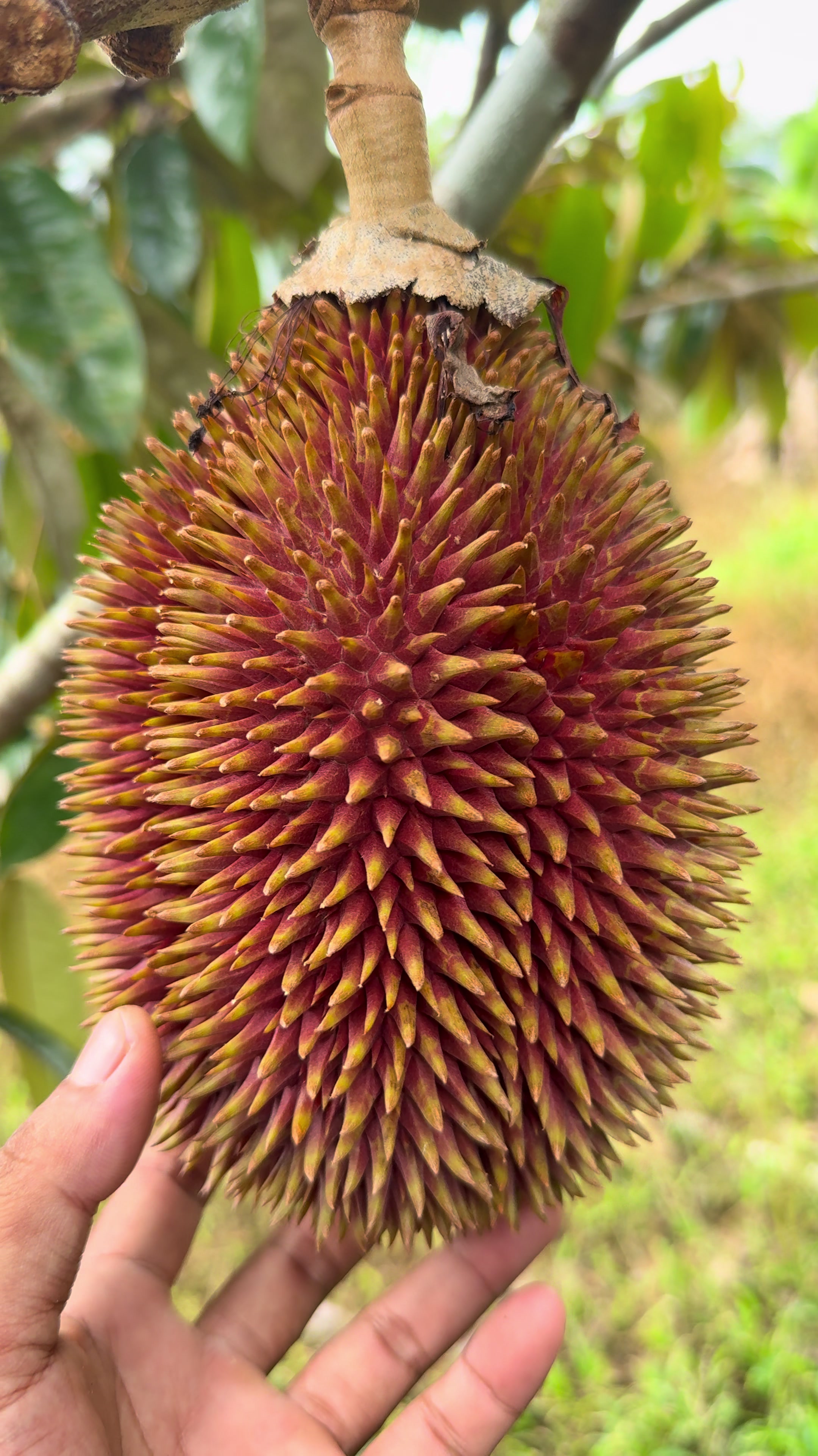 @Borneo Forester