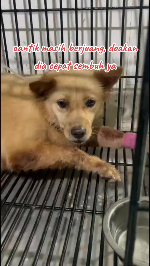 @JAMBI DOG LOVER✨